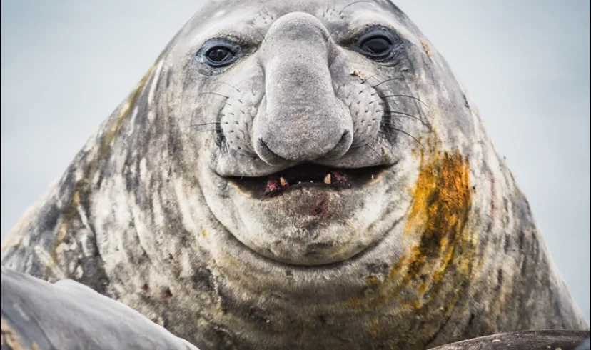 pinguim escapando de foca,imagem de leão marinho