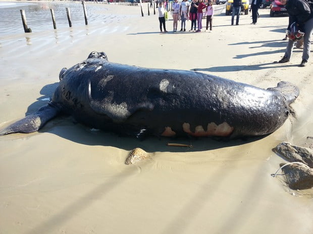 Filhote de baleia, imagem de filhote morto baleia franca