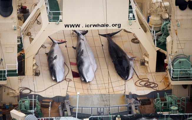 Japão vai retomar caça às baleias em 2015,imagem baleias mortas em convés de navio
