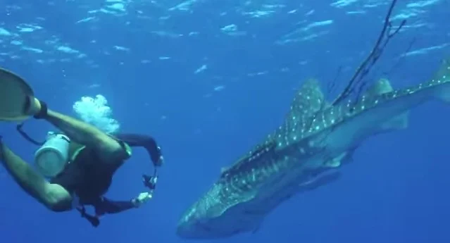 Mergulhadores libertam, imagem de tubarão baleia e mergulhador