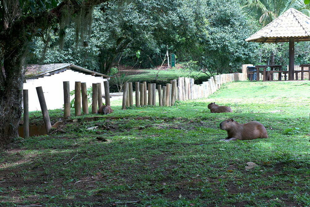 as-capivaras-Parques Estaduais Ilhabela e ilha Anchieta.