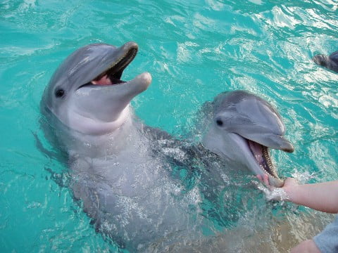 imagem golfinhos em cativeiro
