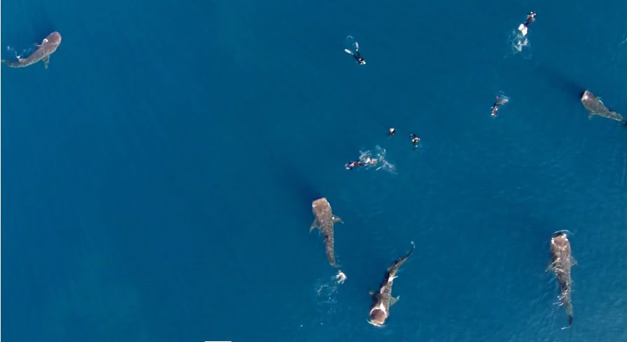 imagem nadando com tubarões-baleia