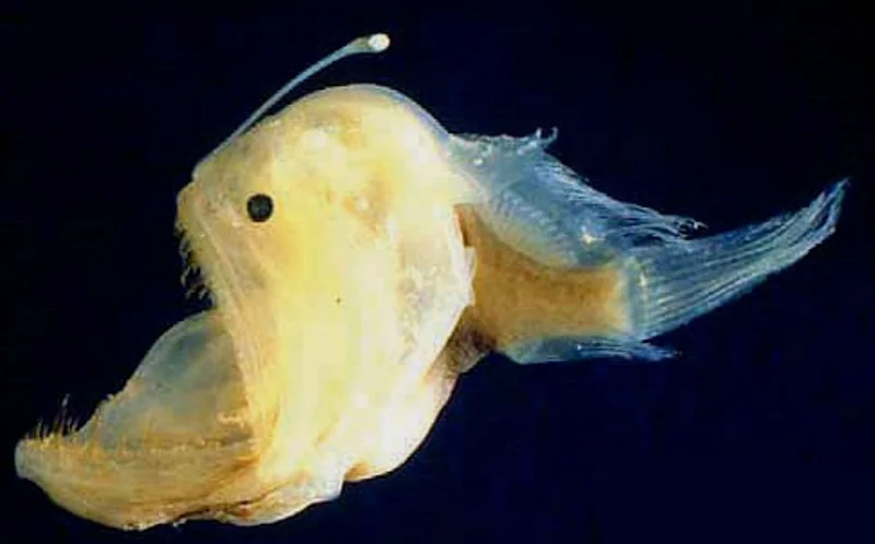 química dos oceanos, imagem peixe lanterna