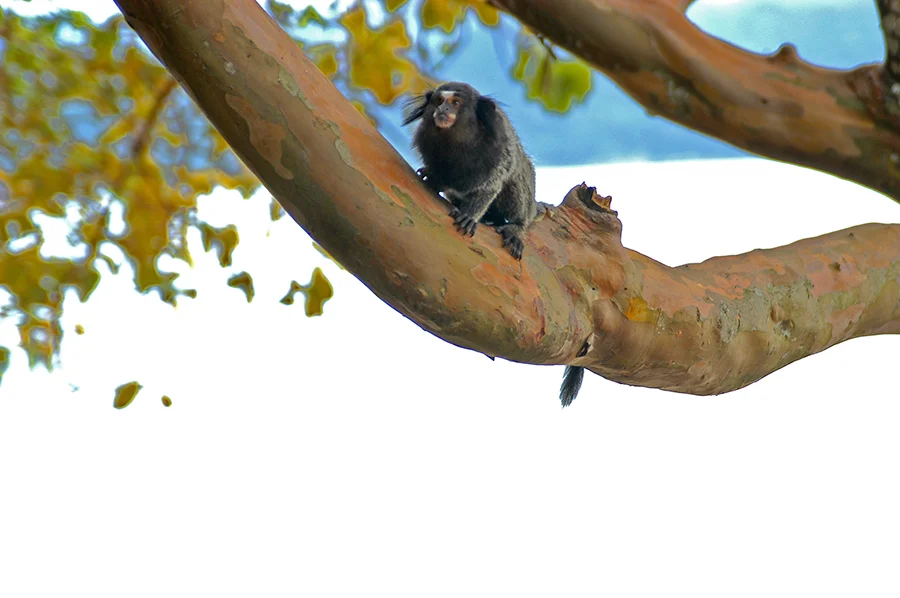 Parques Estaduais Ilhabela e ilha Anchieta, imagem de sagui