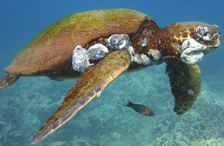 Tartarugas marinhas e tumores, imagem tartarugas com tumor