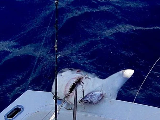 imagem menino de 12 anos pesca tubarão