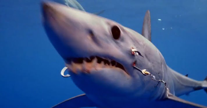 imagem tubarão com dois anzóis
