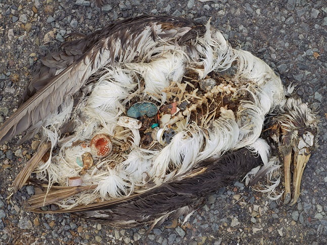Aves morrem, imagem de ave marinha com estômago cheio de plástico