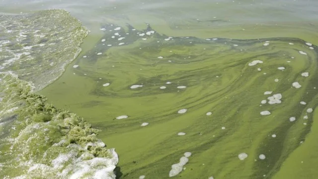 Lago tem água totalmente verde, imagem de lago contaminado nos USA