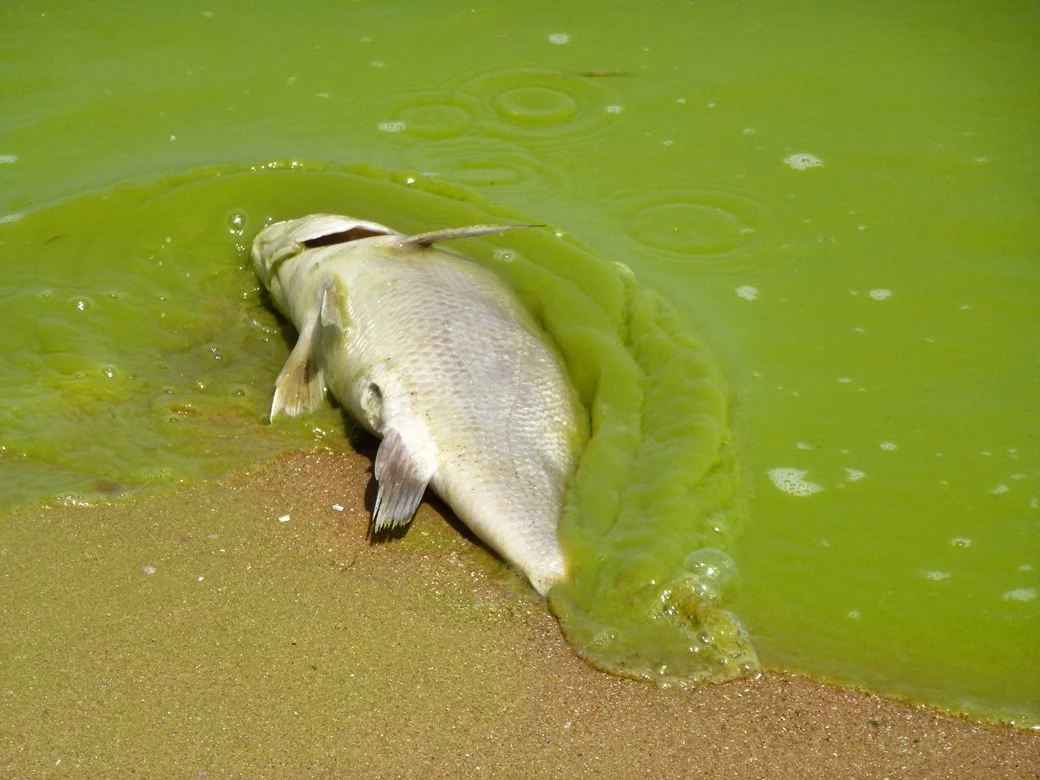 Lago tem água totalmente verde, imagem de peixe morto em lago contaminado