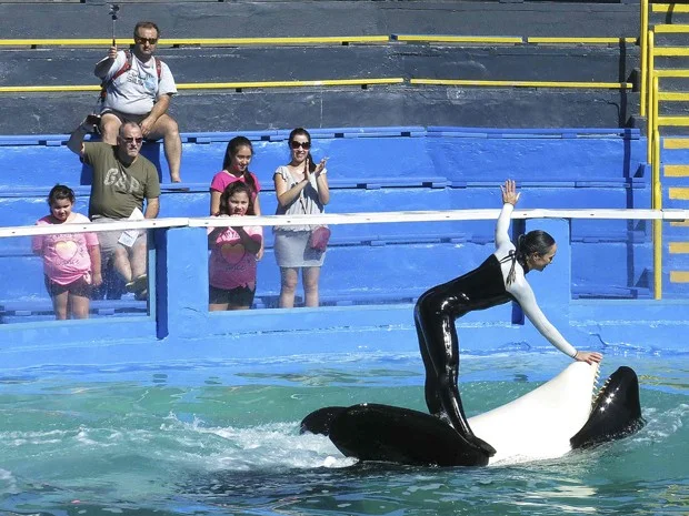 apresentações com golfinhos, imagem de orca com treinador em cima dela