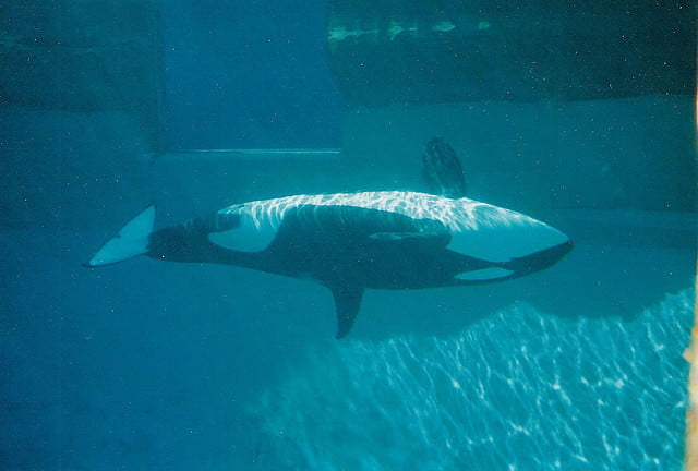 apresentações com golfinhos, imagem de orca em cativeiro