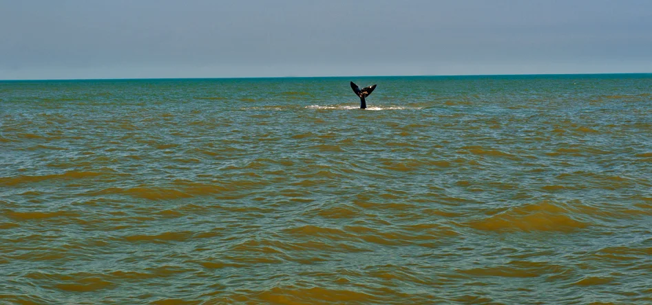 imagem de baleia franca na APA da Baleia Franca