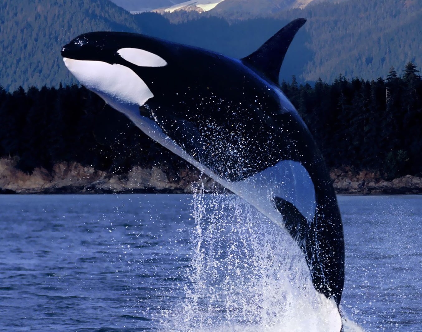 apresentações com golfinhos, imagem de orca saltando
