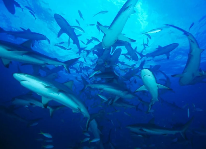 ICMBio aprova plano de proteção à predadores, imagem de cardume de tubarões