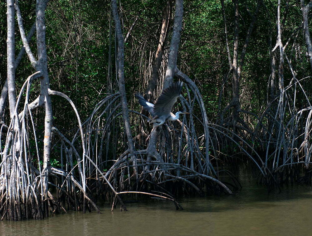  imagem de -garça-moura-na-Área de Proteção Ambiental de Guapi-Mirim/Estação Ecológica da Guanabara