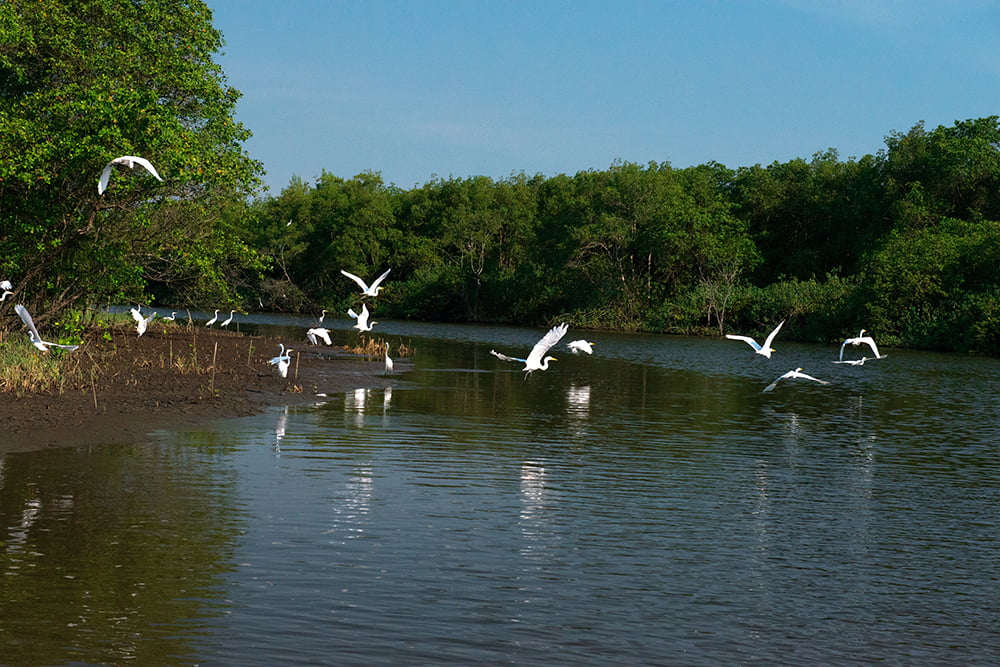  imagem de -garças-brancas-na Área de Proteção Ambiental de Guapi-Mirim/Estação Ecológica da Guanabara
