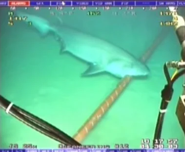 imagem de cabos submarinos da internet e tubarão