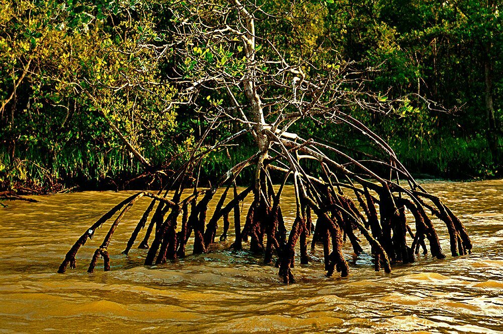 Revisitando a costa brasileira, imagem de raízes de mangue vermelho