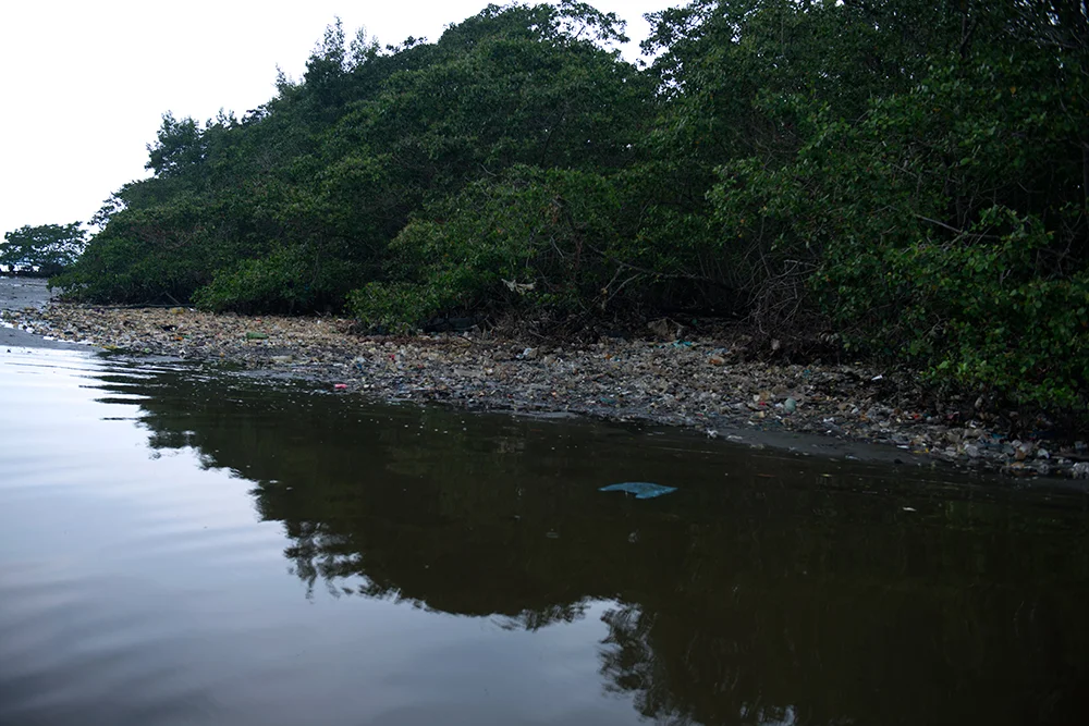 imagem de mangue na APA de Guapi-Mirim
