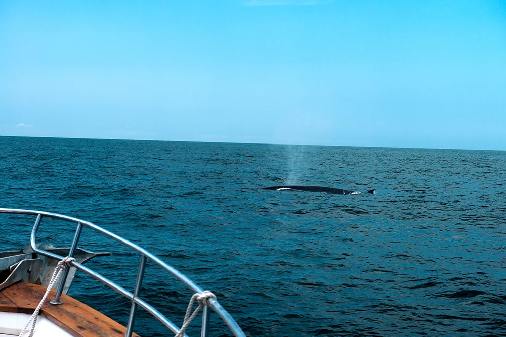 uma-baleia-e-msf