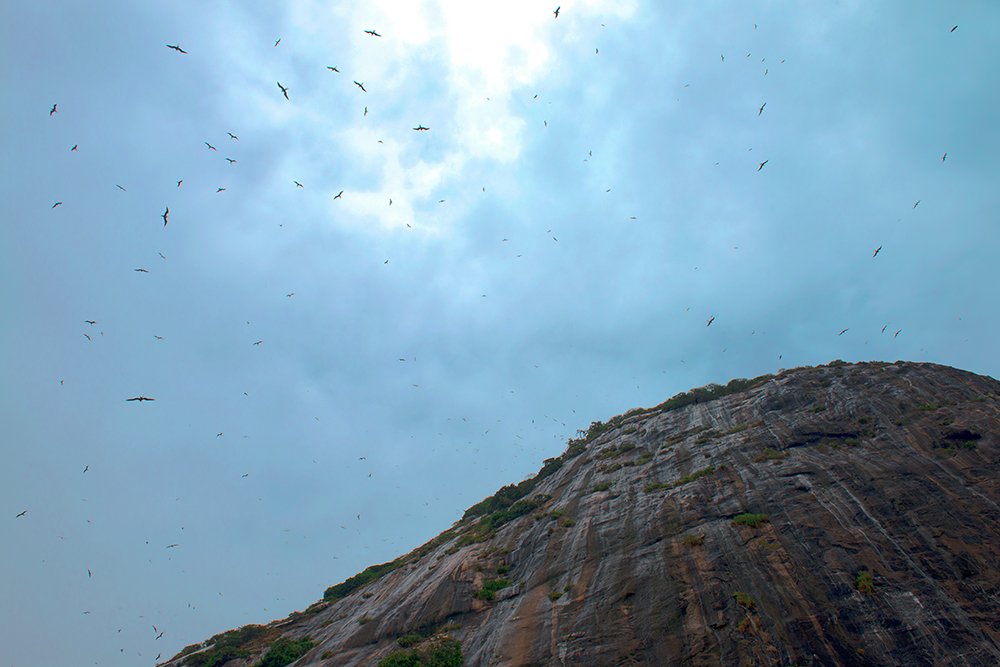 Monumento Natural das Ilhas Cagarras, RJ, imagem das-fragatas na ilha-redonda