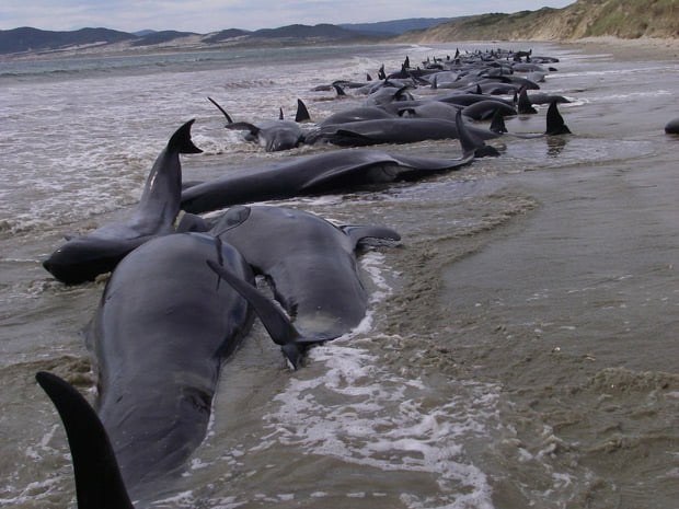 baleias encalham em praia na nova zelândia
