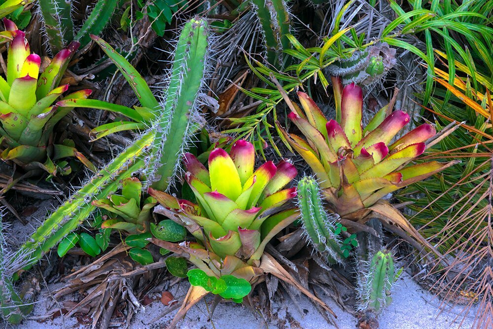 Imagem de cactus-e-bromelias 