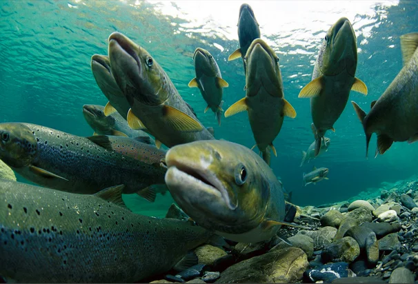  imagem do salmão-do-atlântico