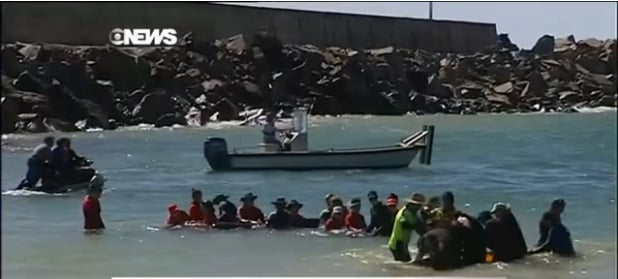 voluntários tentam salvar baleia na austrália 2