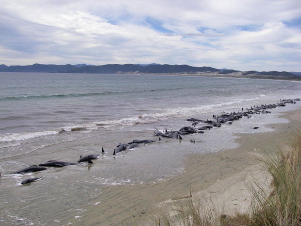 baleias encalham em praia na nova zelândia