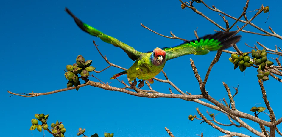 papagaio de cara roxa no interior da APA Cananeia-Iguape-Peruíbe