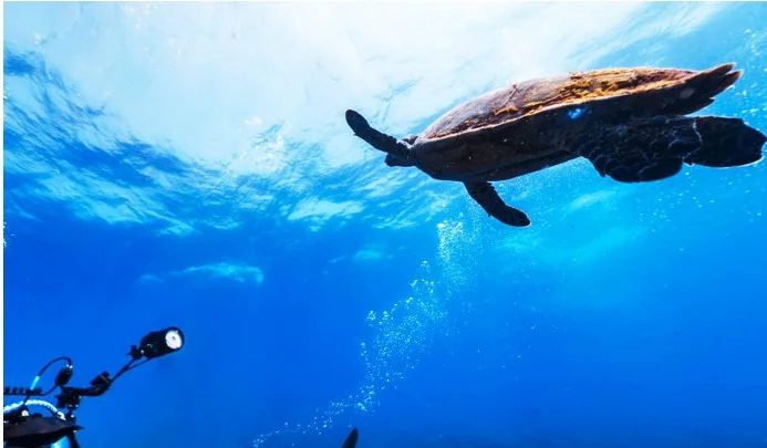 Fundo do mar de Fernando de Noronha, imagem de tartaruga no fundo do mar de noronha