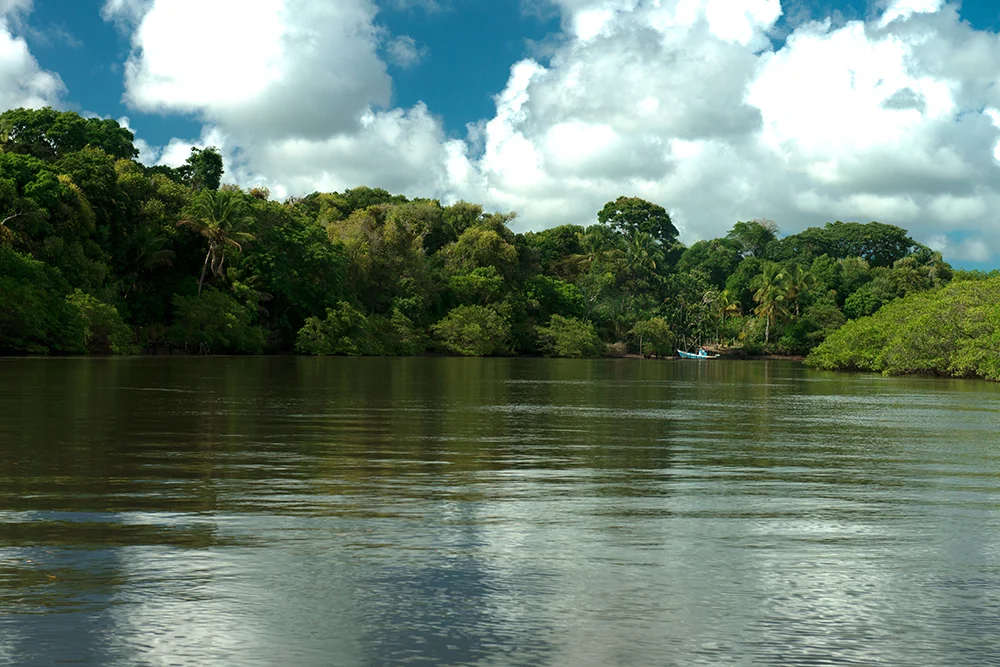 mangue e mata atlântica na Resex Cassurubá