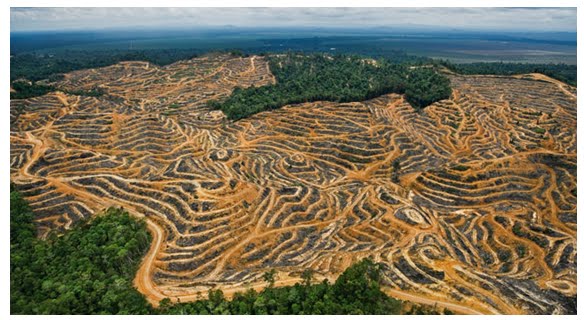 desmatamento da Amazônia