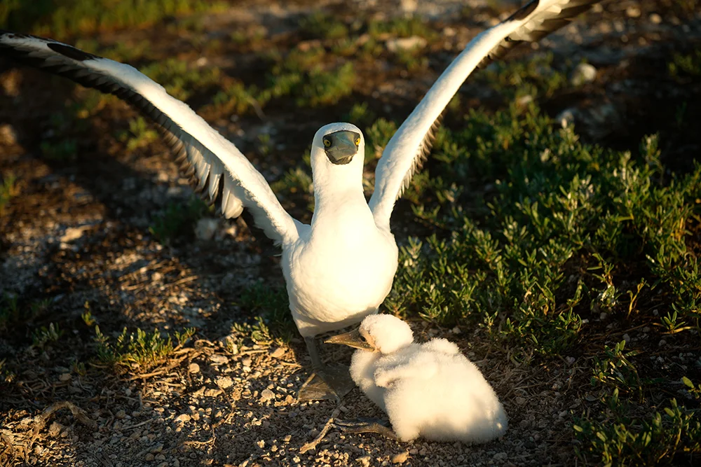 um-atoba-e-filhote-no Parque Nacional Marinho dos Abrolhos