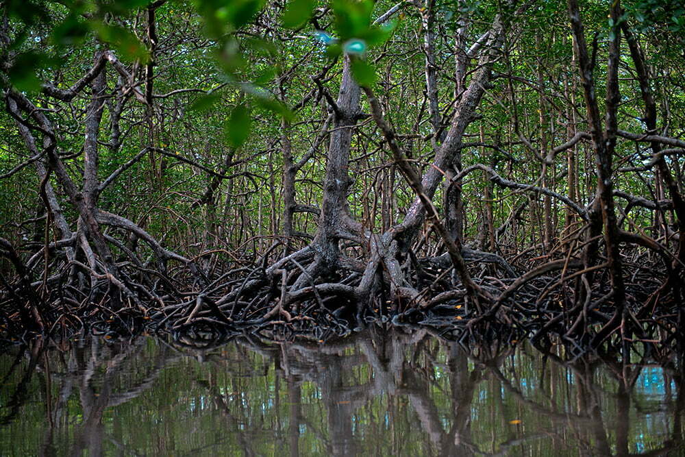 o-mangue-Reserva Extrativista de canavieiras