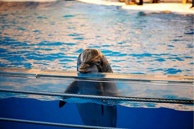 apresentações com golfinhos, imagem de golfinho em cativeiro