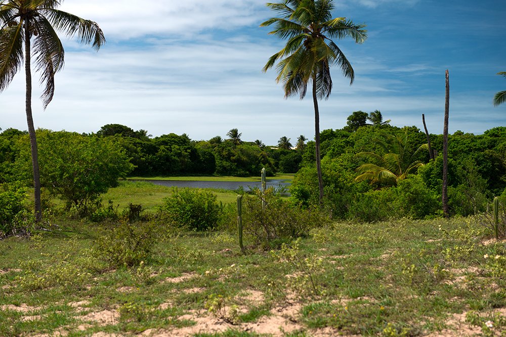 Restinga na Área de Proteção Ambiental de Piaçabuçu
