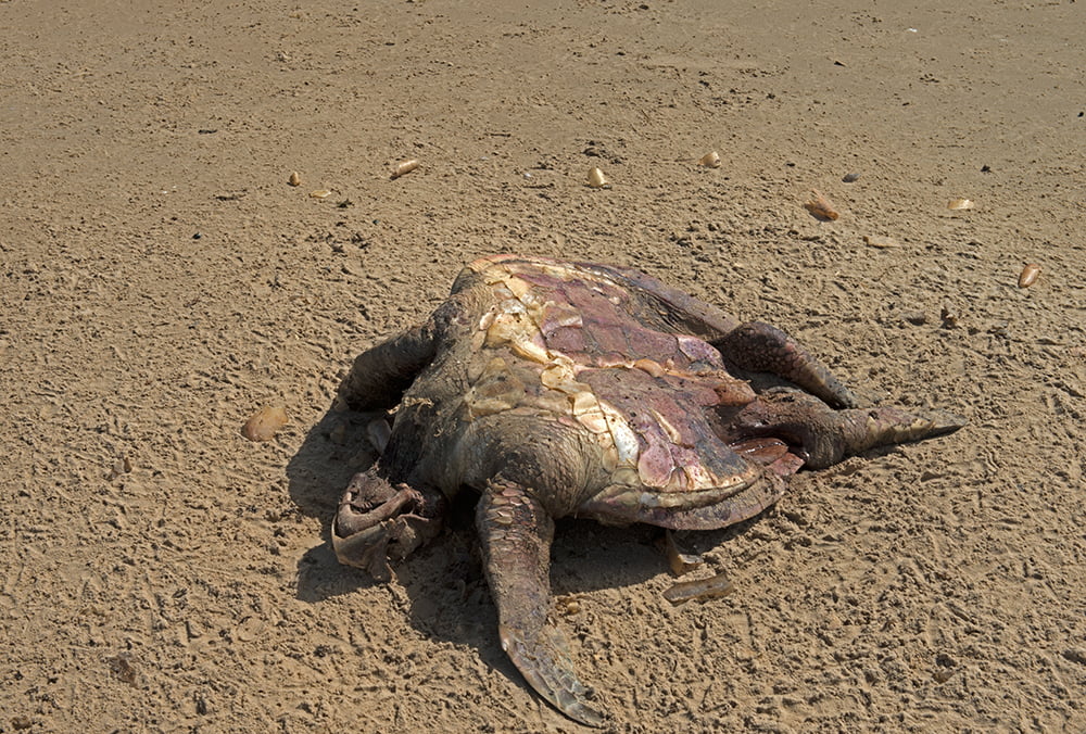 tartaruga morta na praia do Peba - APA de Piaçabuçu