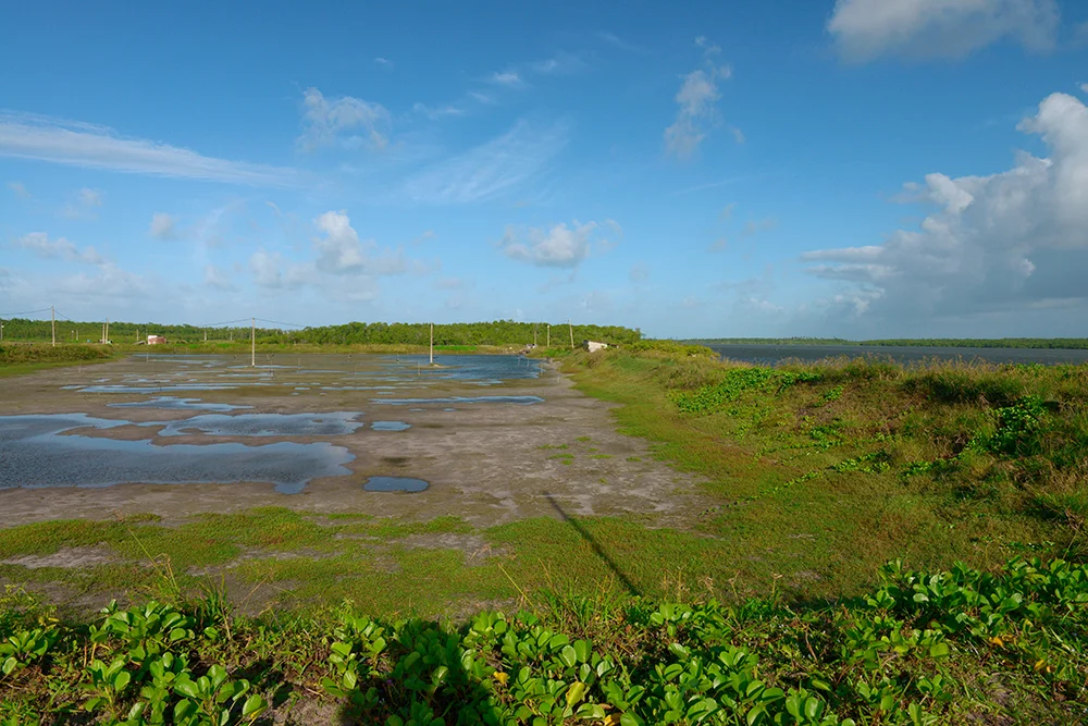 Tanques de criação de camarões ao lado do estuário