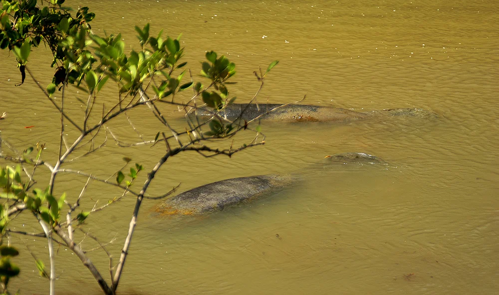 peixes-boi na Área de Relevante Interesse Ecológico e Área de Proteção Ambiental do Mamanguape