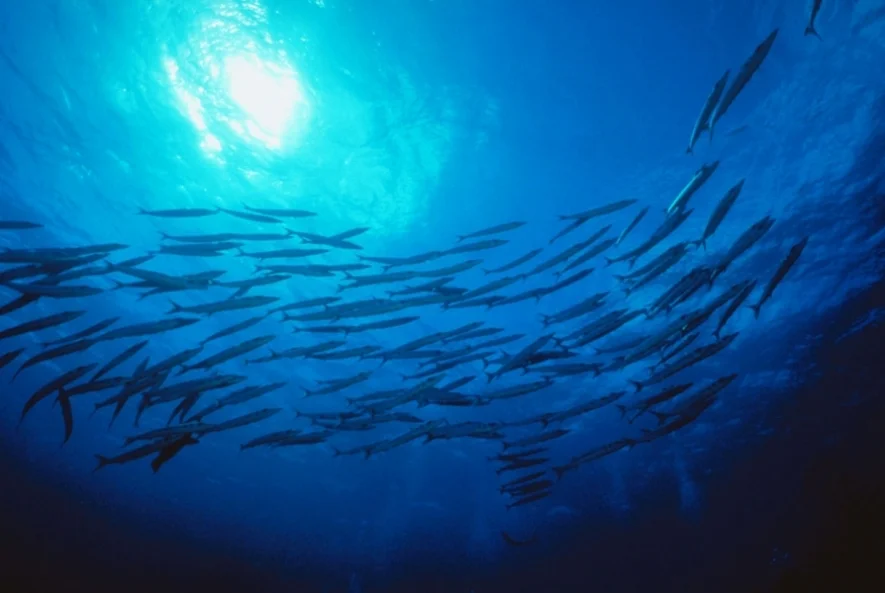 Peixes têm genes que se adaptam às mudanças climáticas, imagem de cardume de peixes
