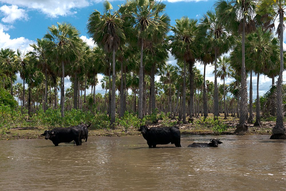 Búfalos e buritis na região de Santo Amaro