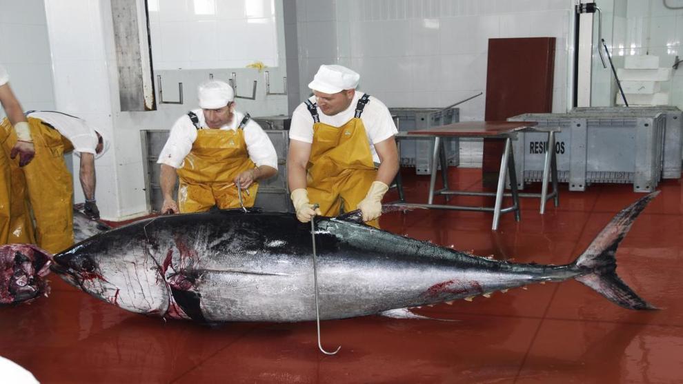 Populações de atum, cavala e bonito estão desaparecendo, imagem de atum no mercado de tokio