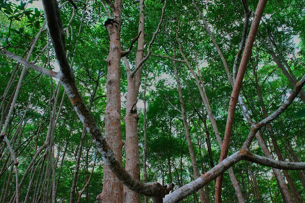Copas de manguezal 