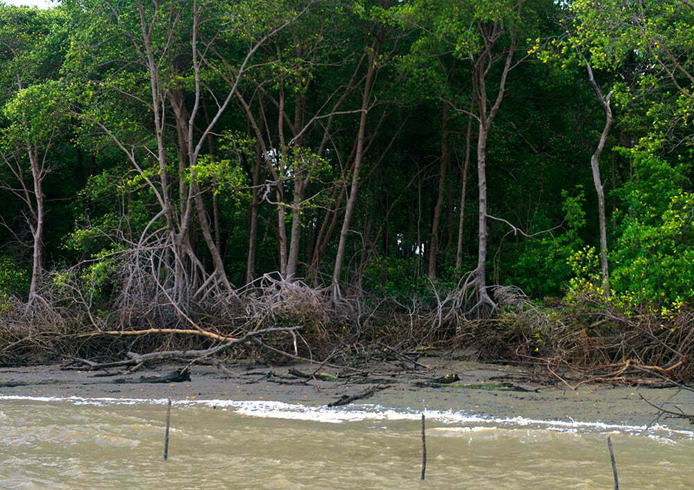 Bilica, coordenador do polo de Limondeua e imagem de manguezal do Pará