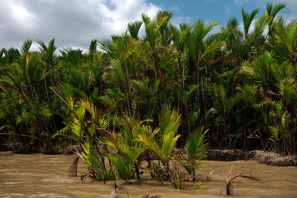  palmeiras na margem do Chocoaré