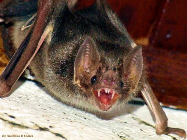morcego hematófago na Reserva Extrativista Gurupi-Piriá